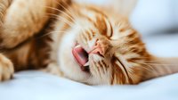 Sleeping ginger cat with open mouth lying on white bedding shows peaceful expression and relaxed state, close-up portrait of feline face during nap time.