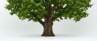 Majestic old oak tree with lush green foliage and thick textured trunk, isolated on white background, ready for design use.