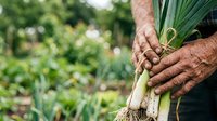 Farmer harvesting fresh leek from organic vegetable garden, holding green plant with soil-covered roots for sustainable agriculture and food production.