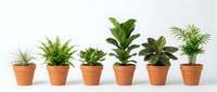 Six green houseplants in terracotta pots arranged in a row, isolated on white background, showcasing variety of tropical indoor plants.
