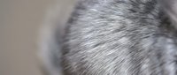 Close-up macro view of silver gray animal fur texture showing detailed hair strands and natural patterns for wildlife and nature design projects.