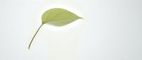 Isolated green leaf with thin stem on white background, suitable for design projects, botanical illustrations, and eco-friendly branding materials.