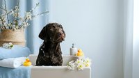 Chocolate brown curly-coated retriever dog sitting in bright bathroom with rubber ducks and spring flowers creating cozy domestic pet grooming scene.