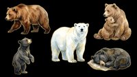 Watercolor bear collection isolated on transparent background, featuring grizzly, polar, black, and mother bears, ready for stickers, clipart, and print on demand.