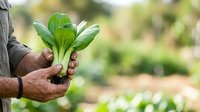Farmer holding fresh green leafy vegetable in hands at agricultural field during harvest season.