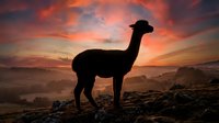 Silhouette of a llama standing on rocky terrain against a dramatic sunset sky with orange and pink clouds, suitable for wildlife and nature backgrounds.
