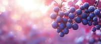 Fresh ripe purple grapes on grapevine against pink sunset bokeh background, macro close up view with soft dreamy atmosphere and lens flares.