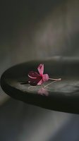Single pink flower petal floating on dark water surface with reflection creating zen spa atmosphere for wellness and meditation concepts.