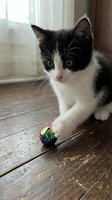 Black and white kitten playing with colorful toy ball on wooden floor near window with curtains. Young domestic cat with green eyes engaged in playtime activity indoors.