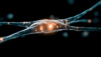 Glowing neural connection on dark background shows synaptic transmission between neurons with orange light effects and detailed cellular structure.