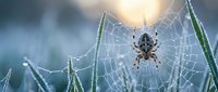 Garden spider sitting in center of intricate web with morning dew drops, natural predator hunting insects in outdoor ecosystem with soft sunlight background.