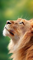 Majestic lioness profile looking upward with golden mane against soft green background. Wildlife photography capturing strength and grace in natural habitat.
