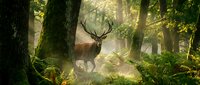 Majestic deer with large antlers walking through misty forest with sunlight filtering through dense green trees and foliage.