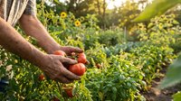 Farmer hands holding fresh ripe red tomatoes in organic vegetable garden during golden hour harvest time for healthy food production and sustainable agriculture.