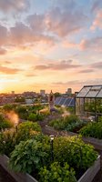 Woman practicing yoga tree pose in lush rooftop garden with raised beds, greenhouse, solar panels, and glowing city skyline at golden sunset.
