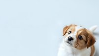 Adorable brown and white puppy with expressive eyes tilting head on clean white background, isolated for pet care marketing and animal lover designs.