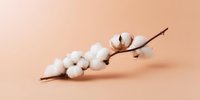 Natural cotton branch with fluffy white bolls on brown wooden stem against soft peach background, minimalist composition for organic textile and fashion industry.