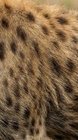 Close-up macro shot of natural animal fur texture with brown and golden tones showing detailed hair patterns and organic surface for backgrounds.