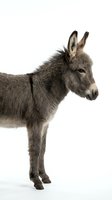 Gray donkey standing in profile isolated on white background for farm animal and livestock design projects.