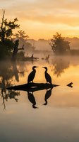 Two cormorants perched on a log in misty morning waters, silhouetted against golden sunrise. Ideal for nature, wildlife, and environmental themes.