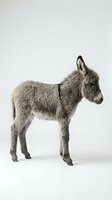 Adorable gray donkey foal standing in profile on white background, isolated farm animal ready for design projects and educational materials.