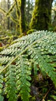 Closeup of lush green fern fronds covered in fresh water droplets after rain in a misty forest environment. Macro nature photography.