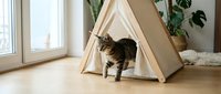 Tabby cat exploring a canvas teepee tent in bright living room with wooden floor and potted plants, pet play area.