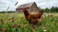 Brown hen foraging in wildflower meadow near rustic wooden barn in countryside farm setting for organic agriculture and rural lifestyle concepts.