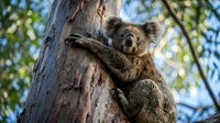 Adorable koala clinging to eucalyptus tree trunk in natural Australian habitat with soft sunlight filtering through green foliage creating peaceful wildlife scene.