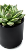 Green succulent plant with thick fleshy leaves in black cylindrical pot, isolated on white background for home decor and gardening design projects.