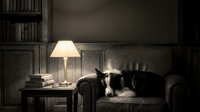 Black and white dog resting on leather sofa in moody interior with lamp and bookshelf, suitable for home decor and pet lifestyle content.