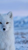 Arctic fox with golden eyes in winter landscape during twilight hour showcasing thick white fur coat against snowy tundra background.