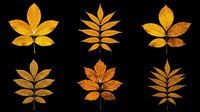 Six autumn leaves in golden orange and brown tones, isolated on transparent background. Great for fall clipart, stickers, t-shirt design, sublimation, and print on demand.