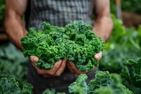 Fresh organic curly kale leaves held in farmer's hands against garden background, demonstrating sustainable agriculture and healthy eating lifestyle.