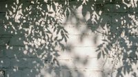 Natural leaf shadows cast on textured wall surface creating organic pattern overlay for backgrounds and design projects with botanical elements.