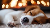 Sleeping beagle puppy on cozy carpet with warm bokeh lights in background, creating peaceful atmosphere for pet photography and holiday themes.