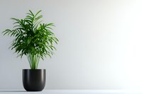 Elegant palm plant in modern black pot against minimalist white wall background, creating clean contemporary home or office decor atmosphere.
