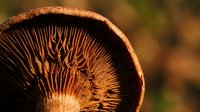 Close-up macro view of mushroom gills showing intricate radial pattern and natural texture in warm autumn forest lighting for nature photography projects.
