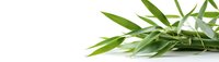 Fresh green bamboo leaves and stems on white background, natural organic element isolated for wellness and spa designs, oriental decor concept.