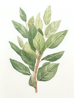 Watercolor botanical branch with green leaves on white background, gentle natural illustration for wedding invitations, packaging design and home decor.
