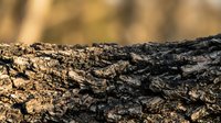 Detailed close-up of weathered tree bark texture with deep grooves and natural patterns in warm sunlight for organic backgrounds and nature designs.