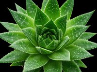 Succulent plant with pointed green leaves and water droplets, isolated on transparent background, ready for t-shirt designs, clipart, stickers, print-on-demand products, and sublimation projects.