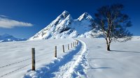 Snowy mountain peaks rise against deep blue sky, with winding fence path and lone bare tree in pristine winter landscape. Fresh powder snow covers ground.