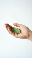 Human hands gently holding fresh green leaf on white background symbolizing environmental care, sustainability, and natural protection concepts.