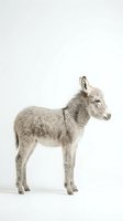 Young gray donkey foal standing in profile on white background, isolated farm animal ready for design projects and educational materials.
