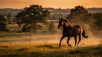 Majestic brown horse galloping freely across golden grassland at sunset with acacia trees in background creating dramatic silhouette in warm evening light.