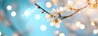 Delicate white cherry blossoms on branch against soft blue bokeh background, creating dreamy spring atmosphere for seasonal greeting cards.