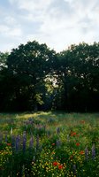 Wildflower meadow with purple lupines, red poppies, and yellow blooms beneath mature trees under cloudy sky, suitable for nature, landscape, and environmental design projects.