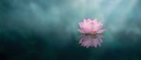 Pink lotus flower floating on calm water surface with soft sunlight rays creating peaceful zen meditation atmosphere for wellness and spirituality concepts.