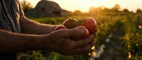 Farmer hands holding fresh ripe tomatoes at sunset in organic vegetable garden with golden light creating warm agricultural harvest scene.